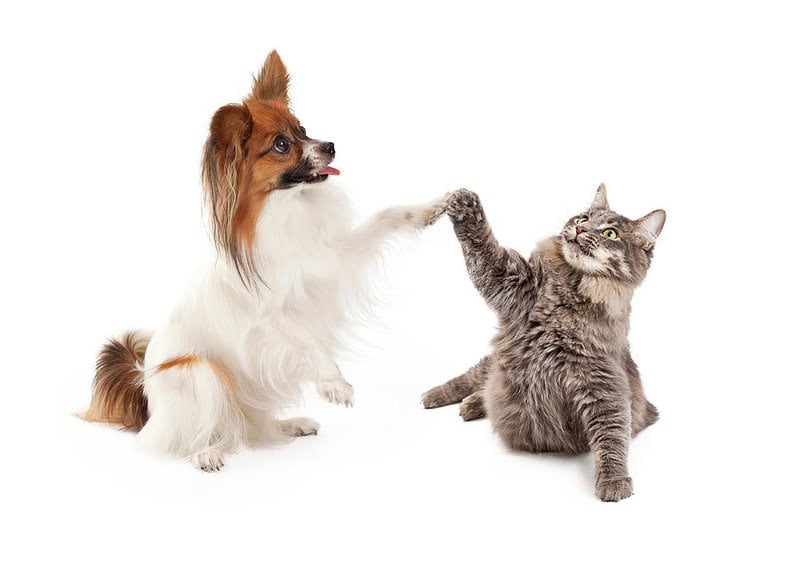 Papillon Dog And Cat High Five Susan Schmitz