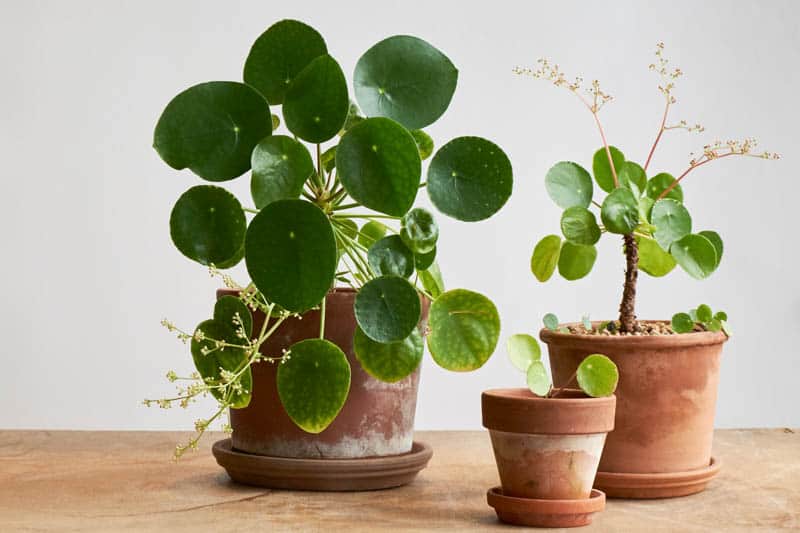 Pilea Peperomioides (chinese Money Plant)