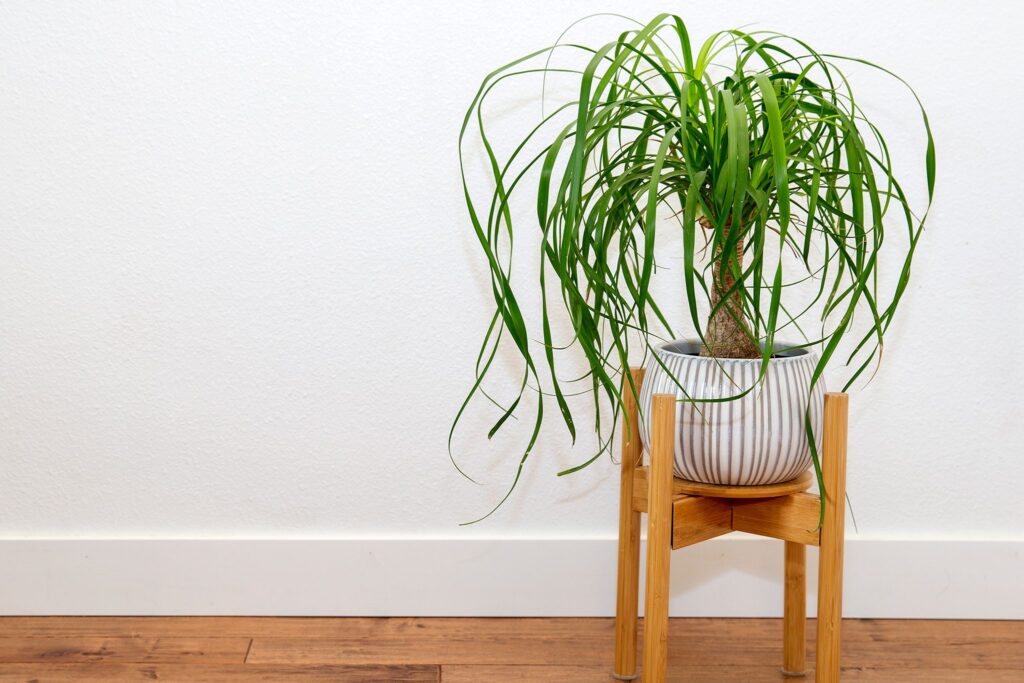 Ponytail Palm (beaucarnea Recurvata)