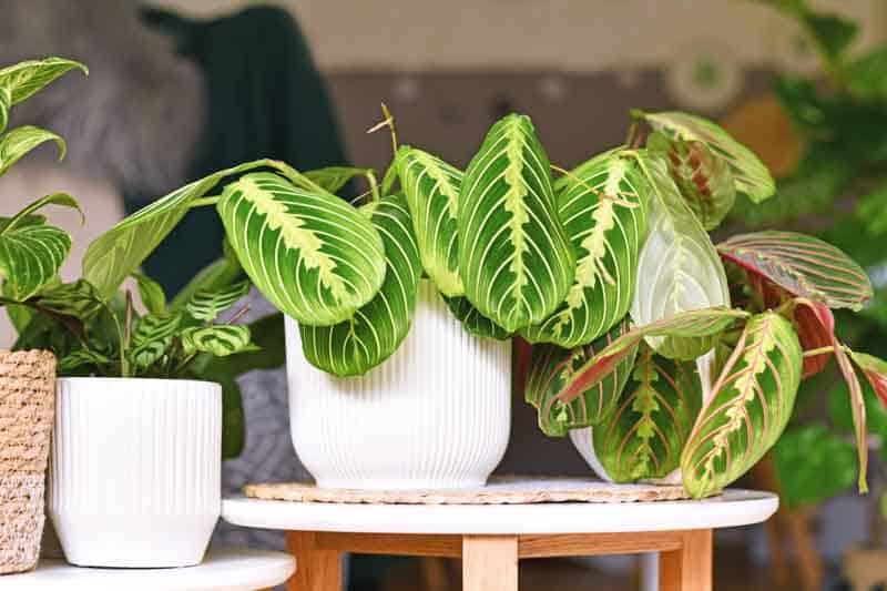 Prayer Plant (maranta Leuconeura)