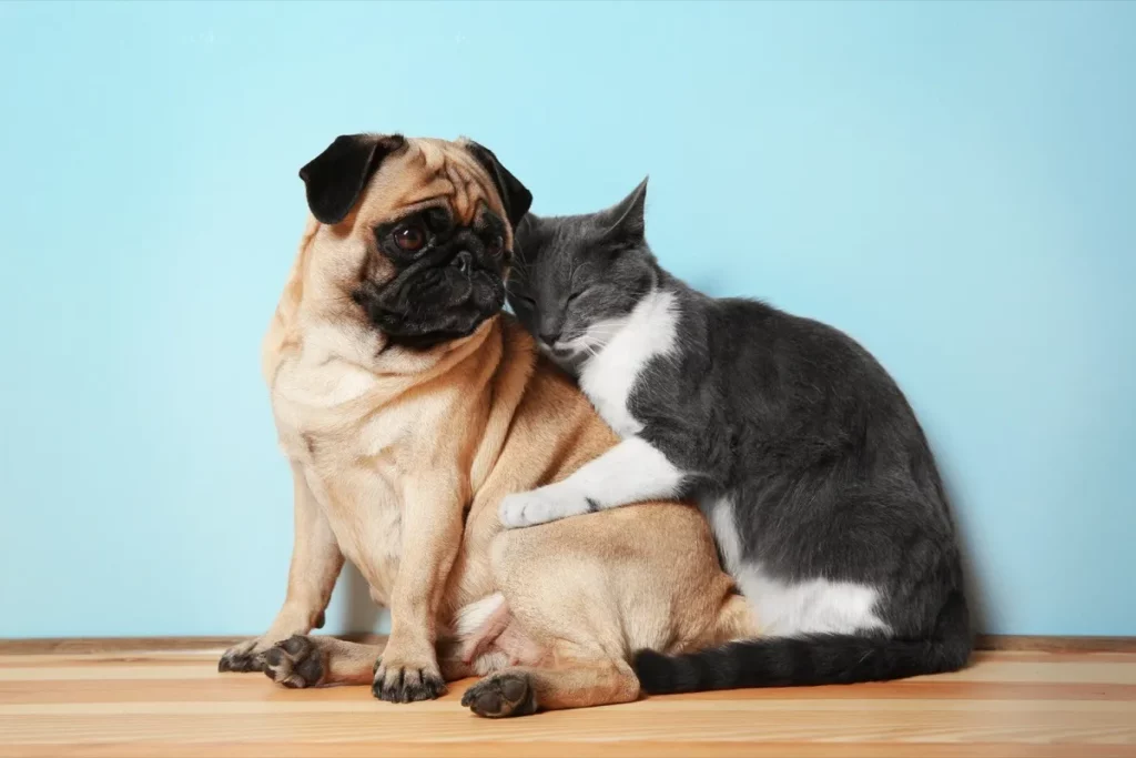 Pug And Cat Hugging