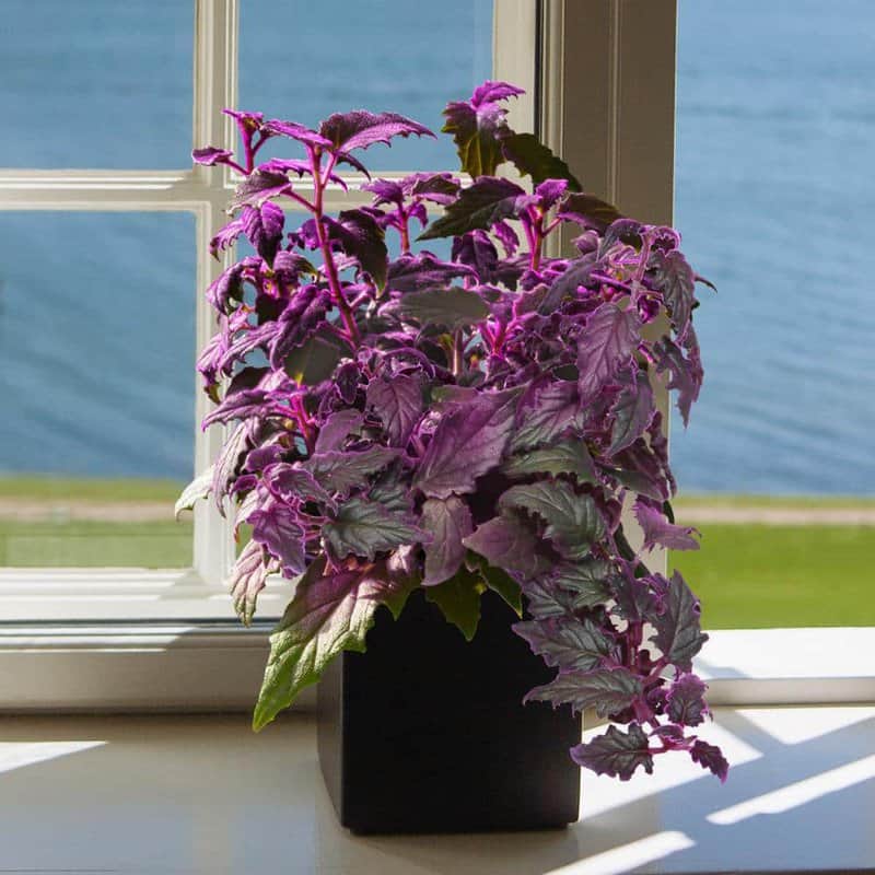 Purple Passion Plant (gynura Aurantiaca)