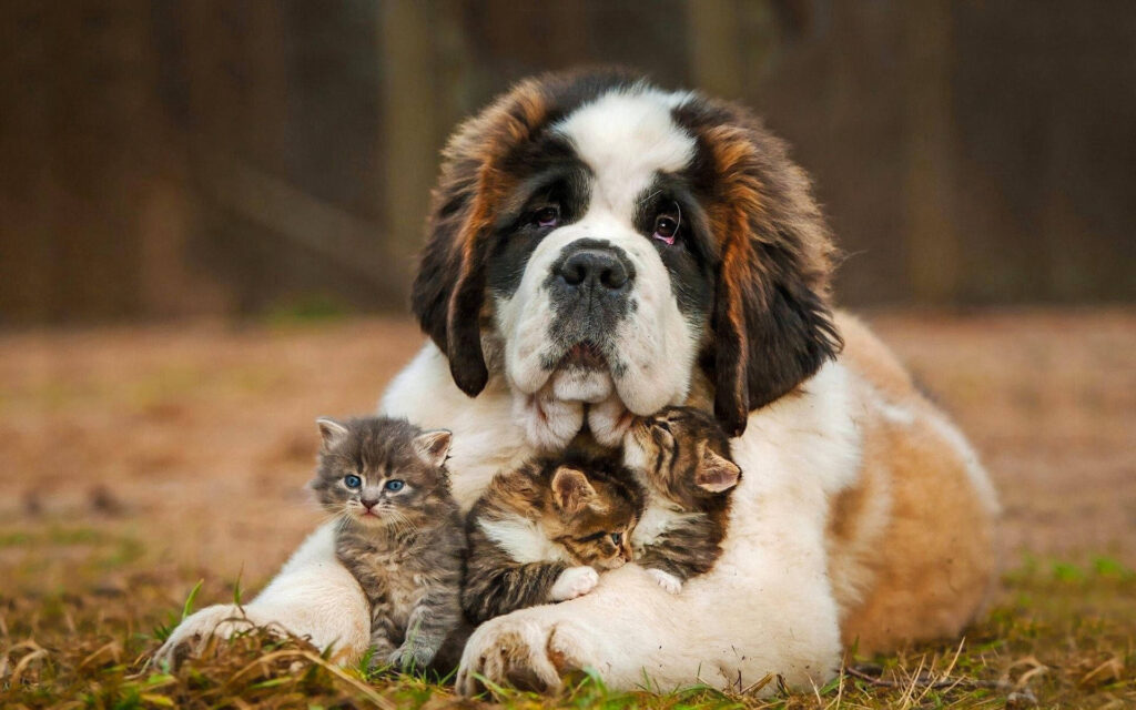Saint Bernard Dog Kittens Pleo49blnpjduura