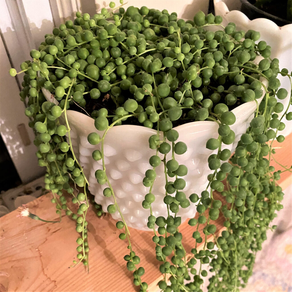 String Of Pearls (senecio Rowleyanus)