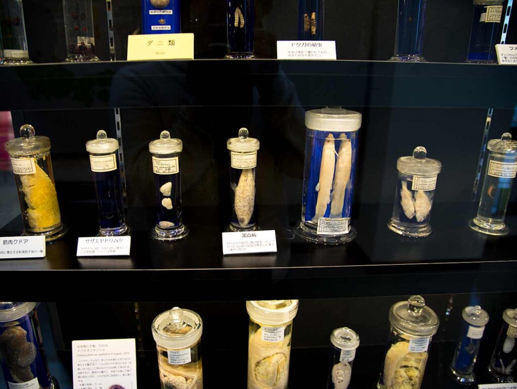 The Meguro Parasitological Museum (tokyo, Japan)
