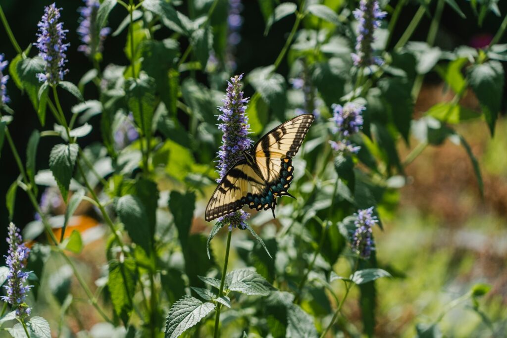 a butterfly on a flower