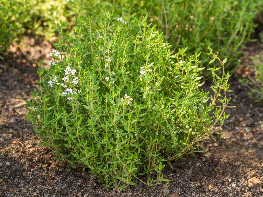 Uk Thyme Plant Growing