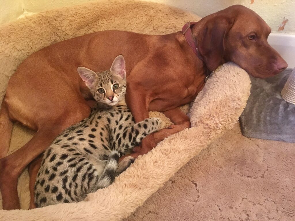 Vizsla