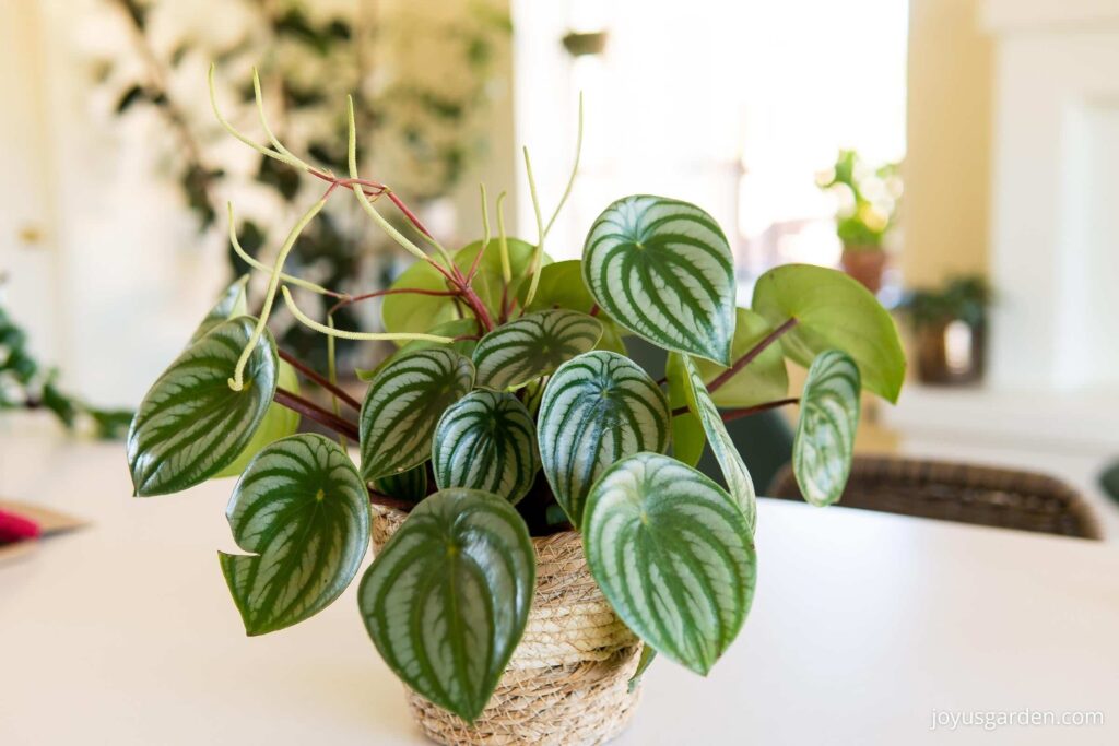 Watermelon Peperomia (peperomia Argyreia)