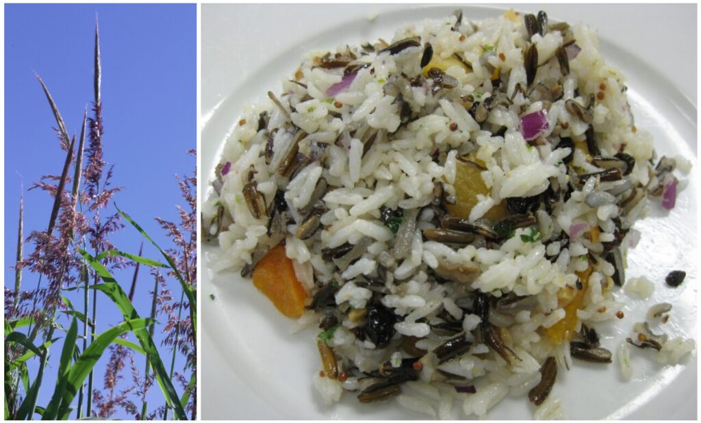 Wild Rice 2