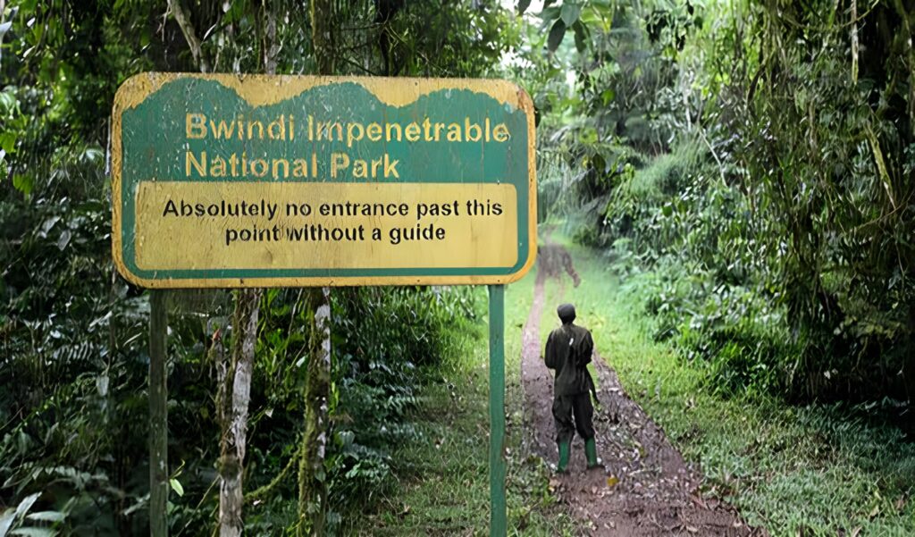 Bwindiimpenetrableforestuganda