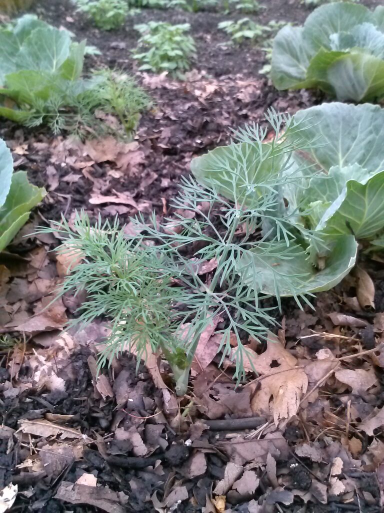 Cabbage & Dill