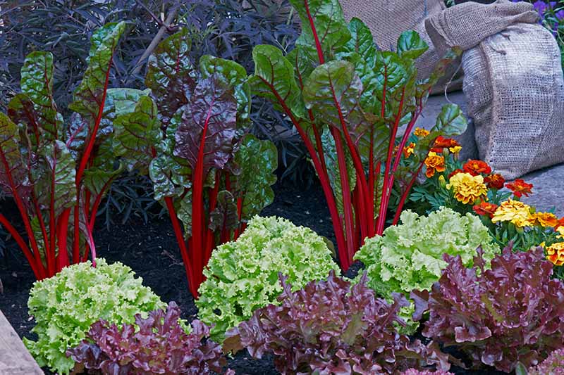 Chards And Lettuce