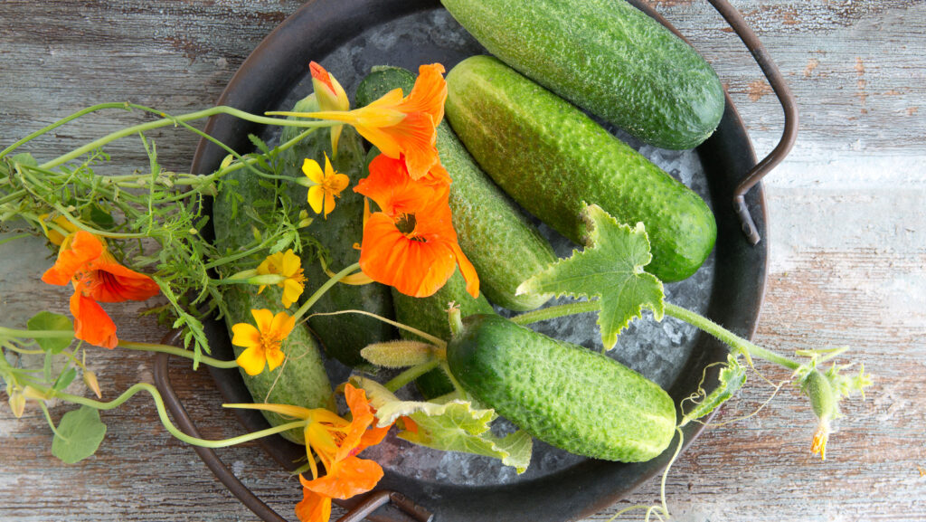 Flat,lay,of,a,tray,with,organic,cucumbers,and,edible