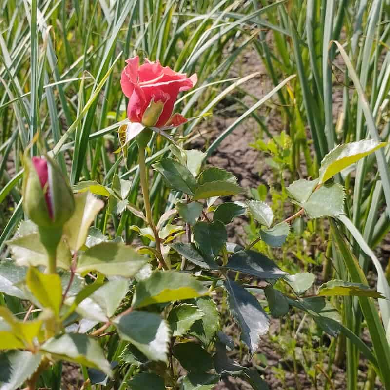 Garlic & Roses
