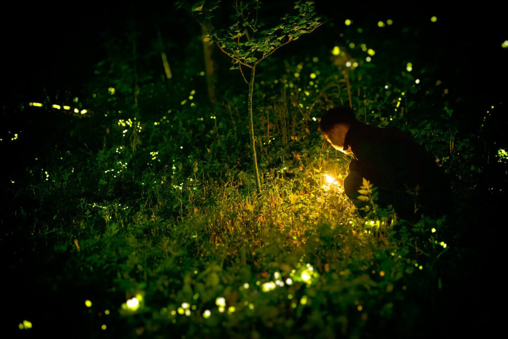 How To Attract Fireflies To Your Garden Canada