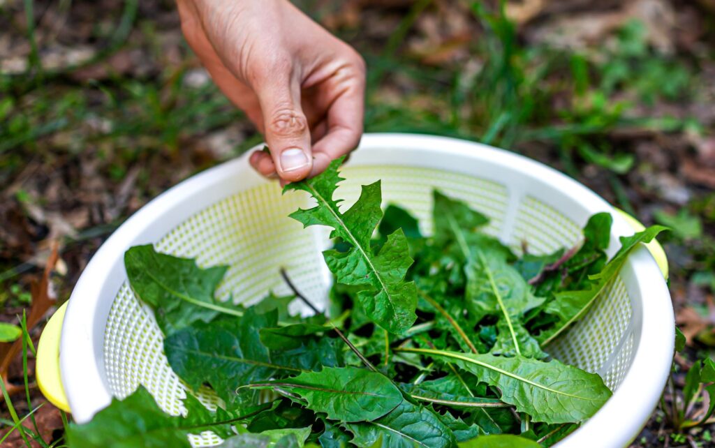Identifying Edible Wild Plants