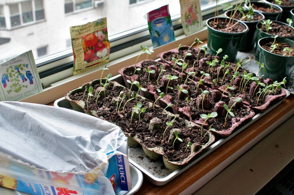 Indoor6 Gardenbytes.com