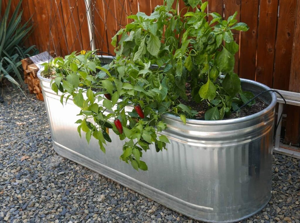 Is It Safe To Grow Vegetables In Galvanized Containers Urbangardengenius.com