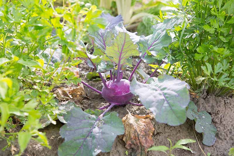 Kohlrabi And Celery