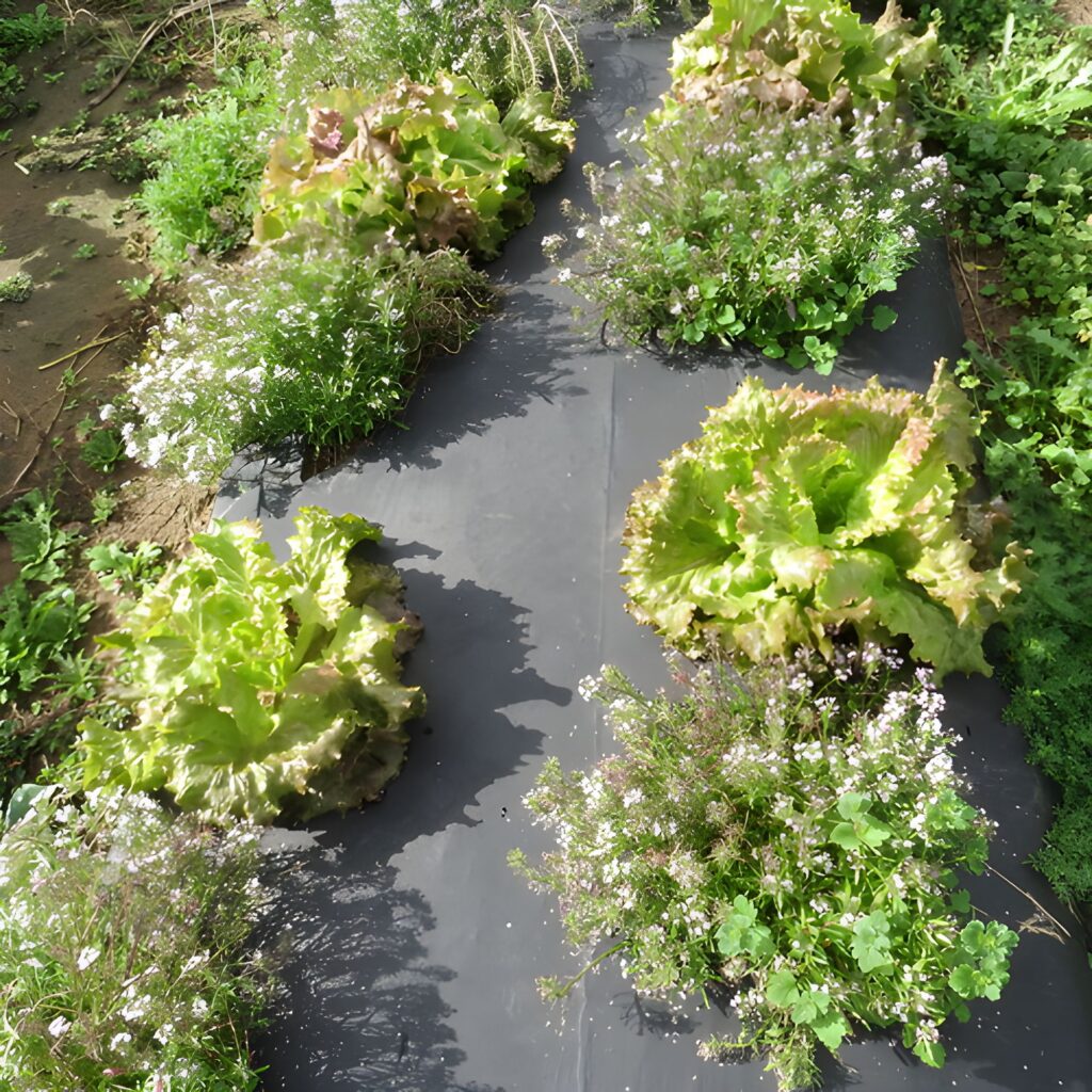 Lettucesweetalyssum