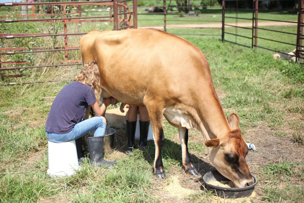 Milking A Cow