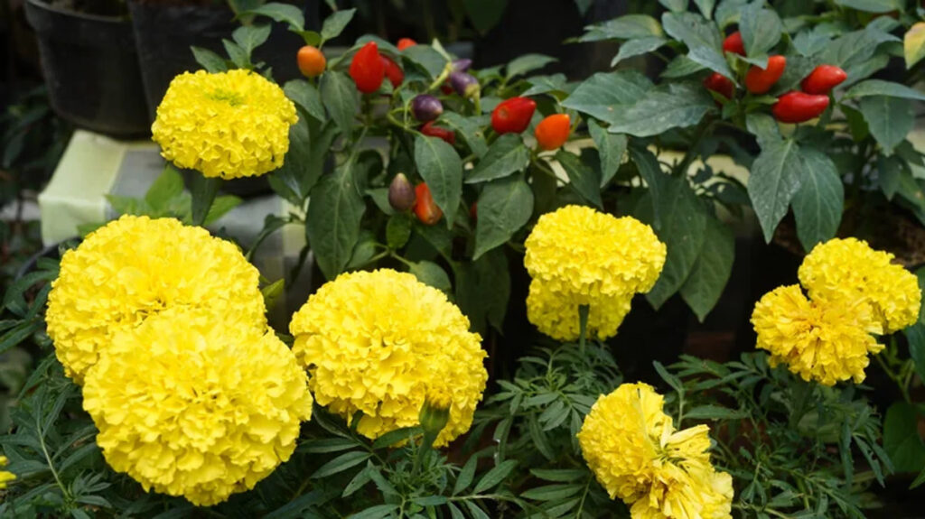 Peppers & Marigolds