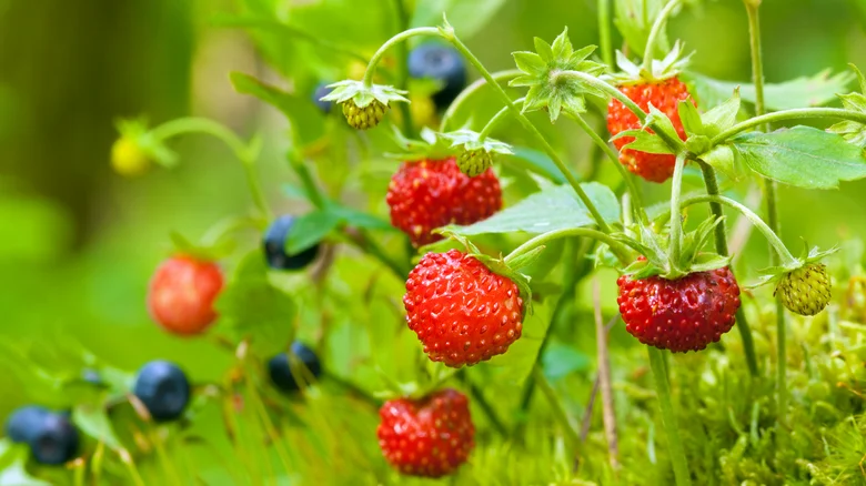 Strawberries And Blueberries