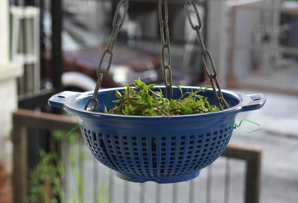 Use A Colander As A Planter Step 14