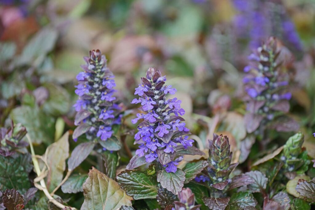 Ajuga (bugleweed)