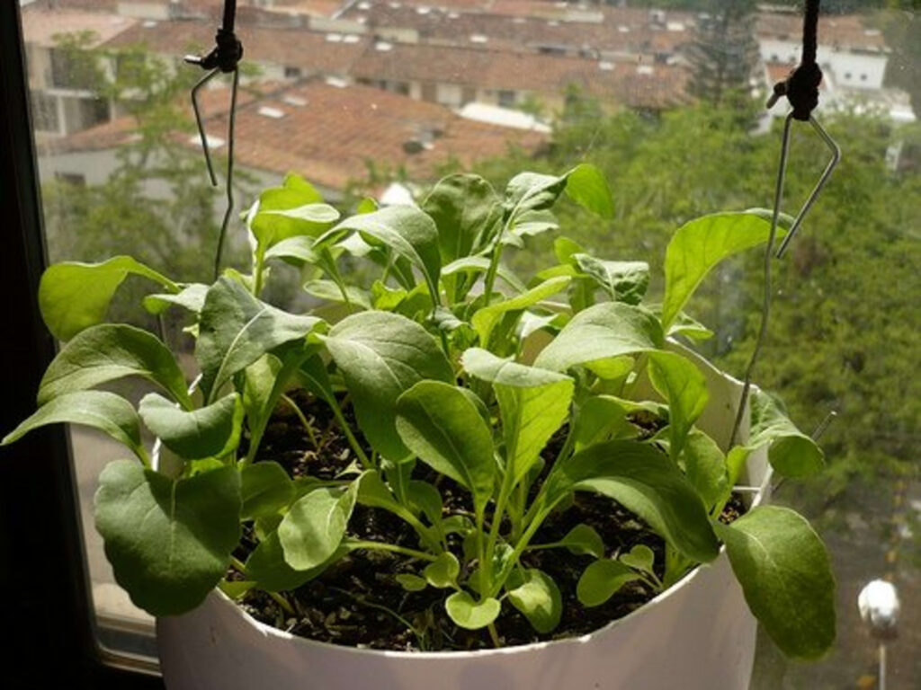 Arugula