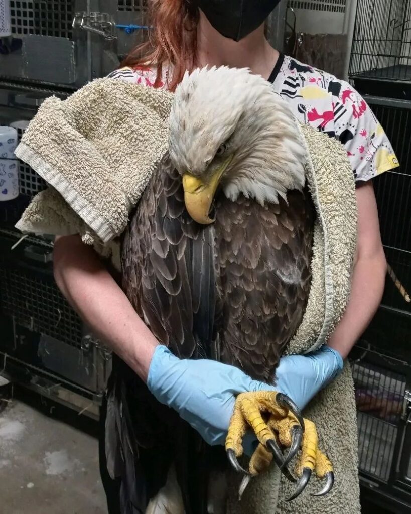 Bald Eagles Get Federal Protection And Fan Clubs