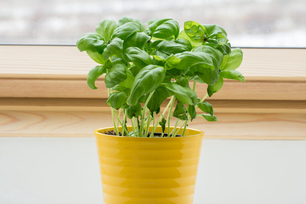 Basil