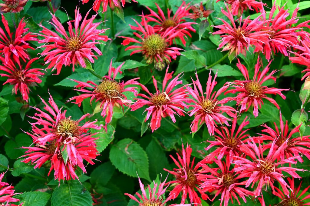 Bee Balm (monarda)