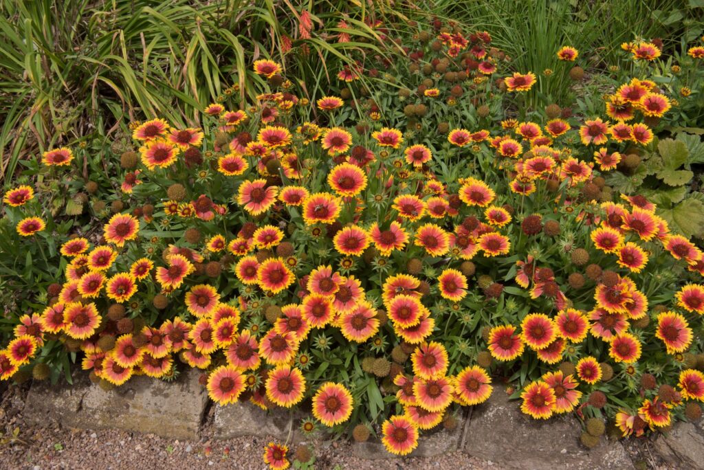 Gaillarda,x,grandiflorain,'kobold',in,a,country,cottage,garden,in