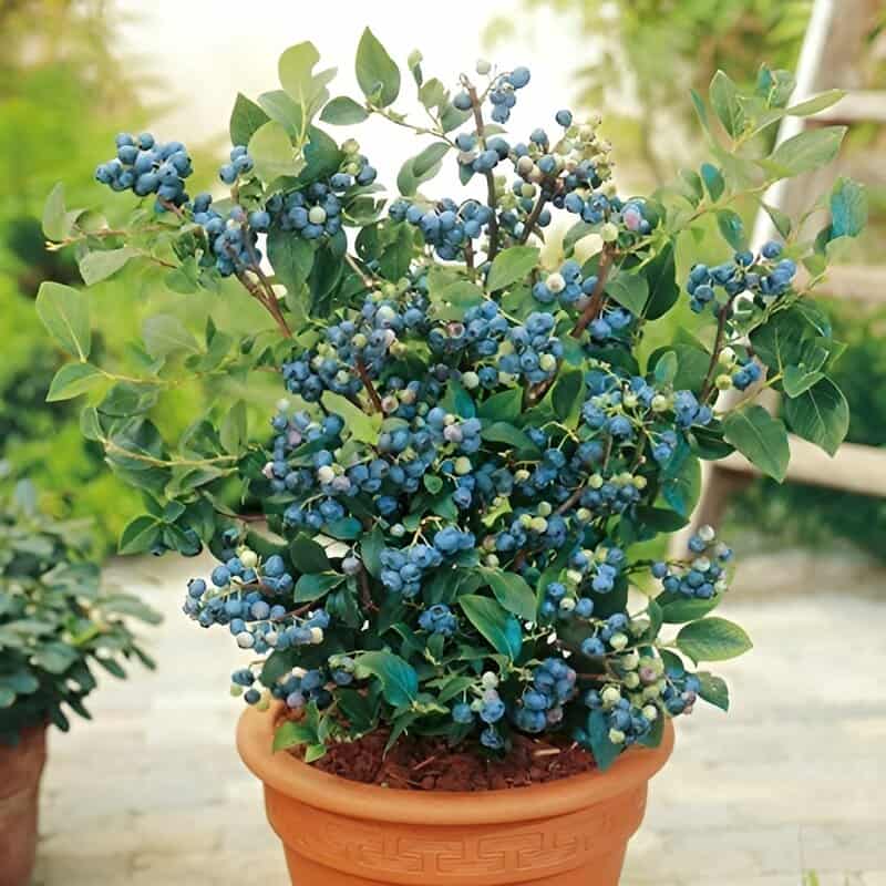 Blueberries