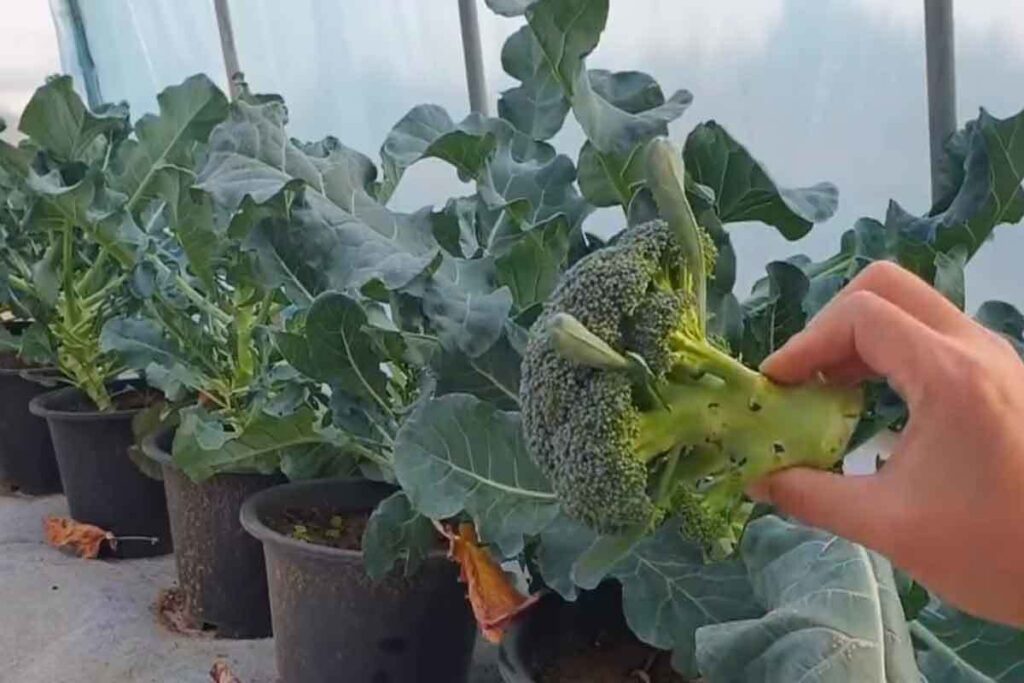 Broccoli