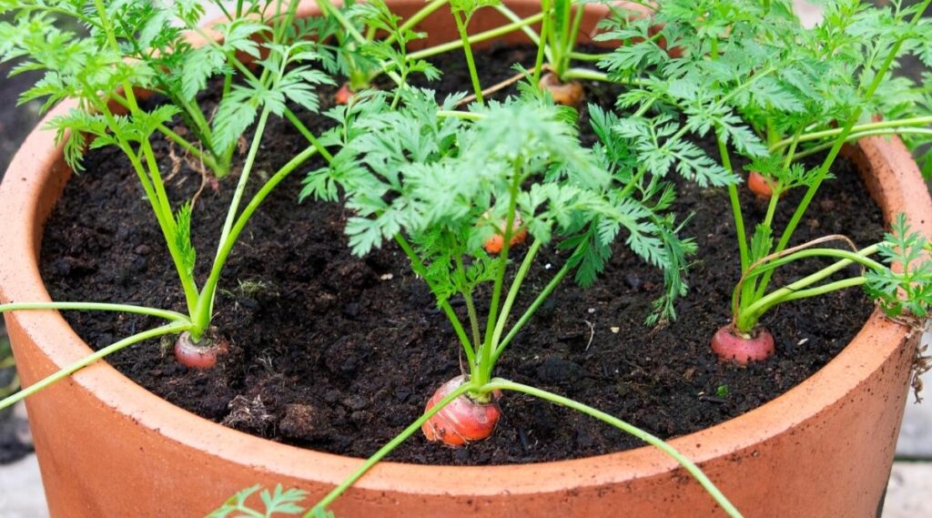 Carrots
