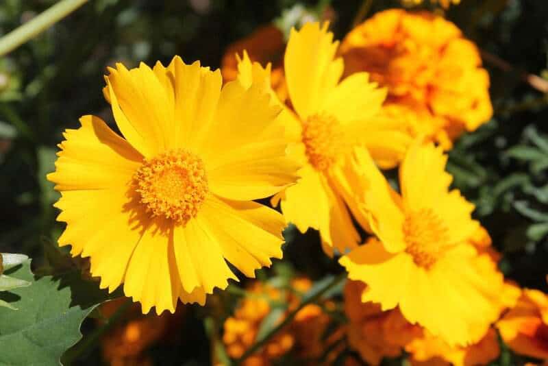 30 Beginner-Proof Perennial Flowers That Anyone Can Grow