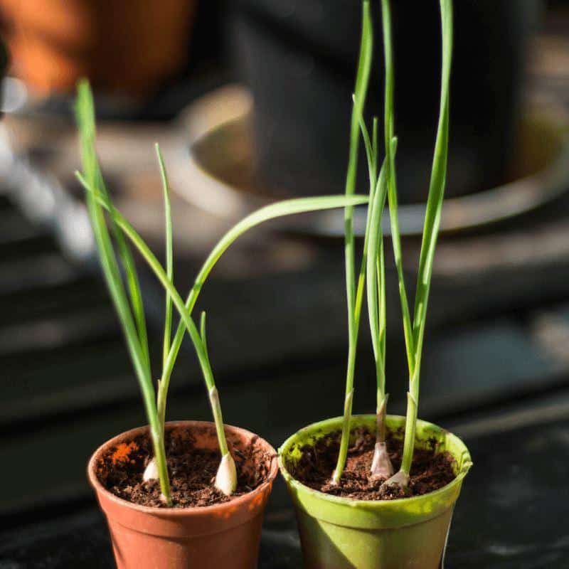 Garlic