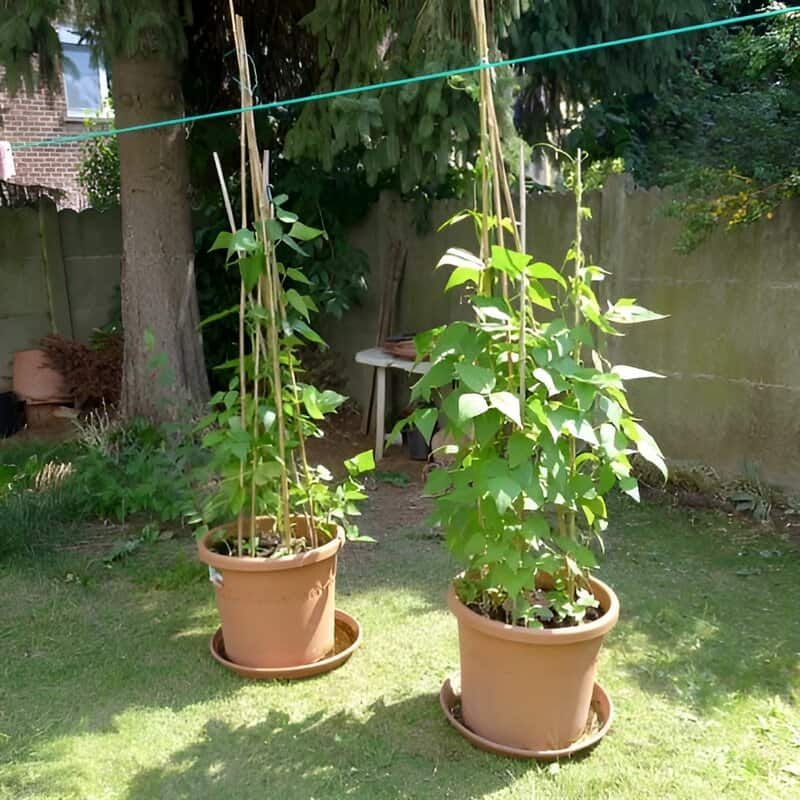 Green Beans