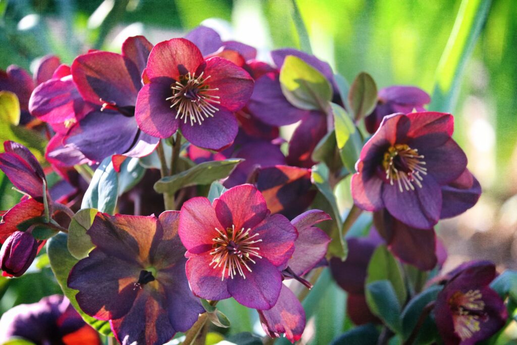 Hellebore (lenten Rose)
