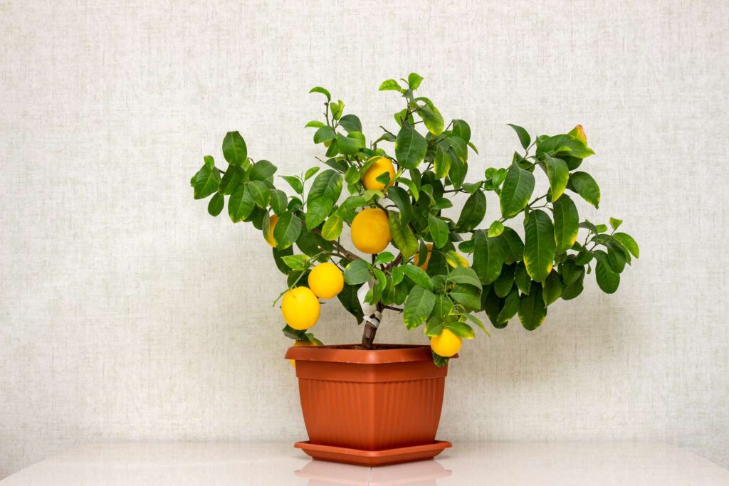 Lemons (dwarf Varieties)