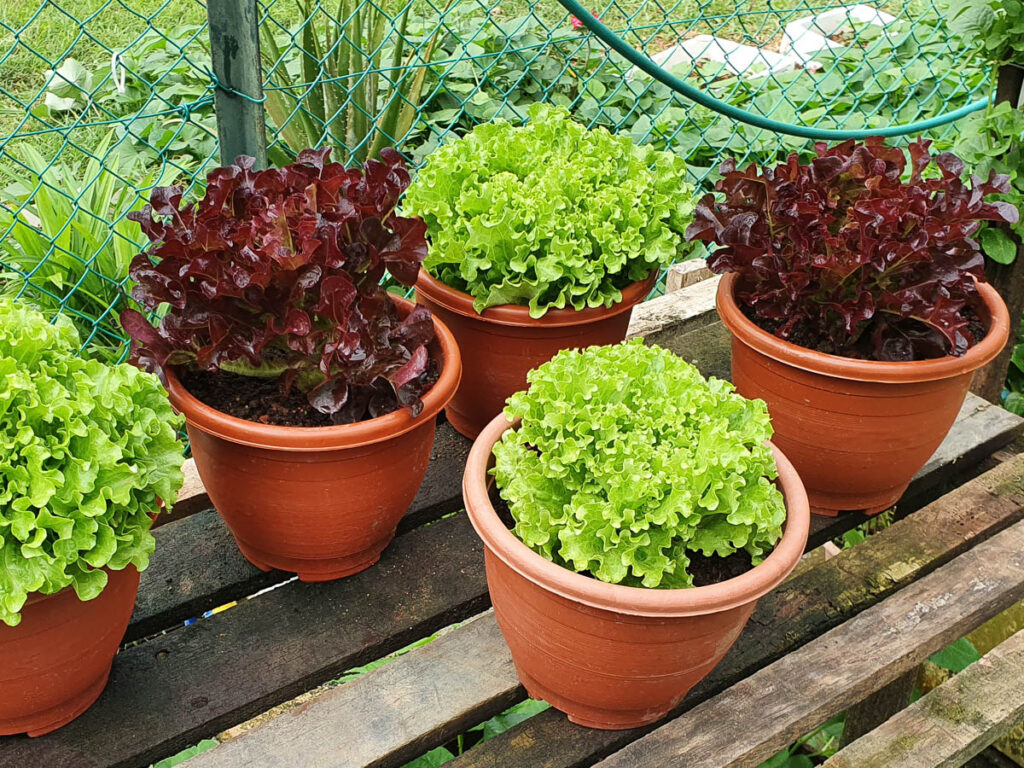 Lettuce