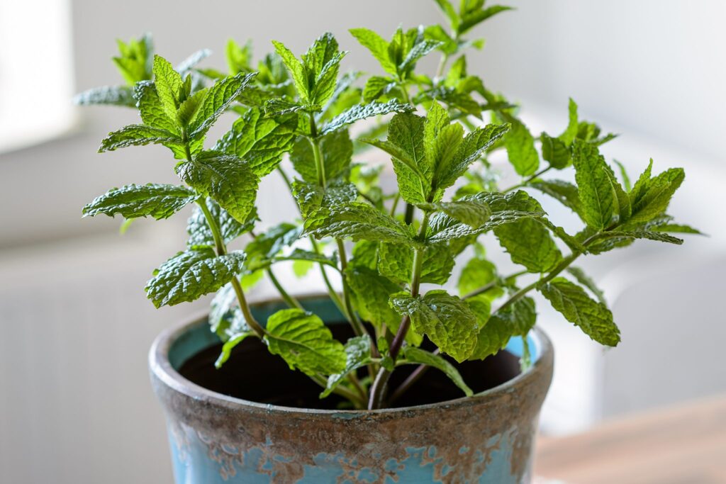 Hanging Baskets With Louise Curley (19th June 2015)