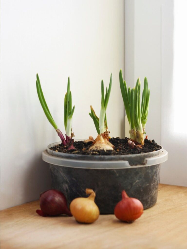 Onions