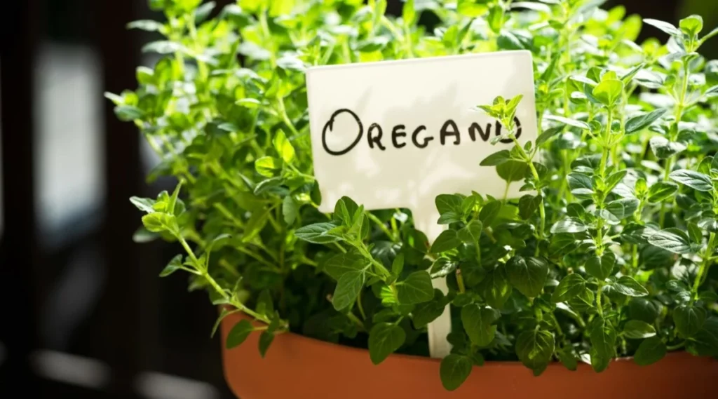 Oregano