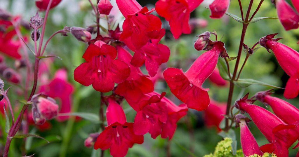 Penstemon