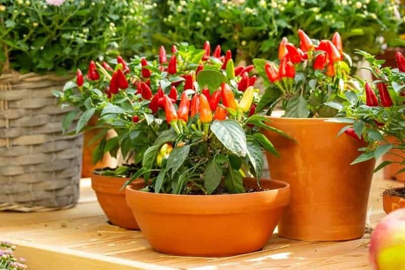 30 Fruits and Veggies You Can Grow in Pots at Home
