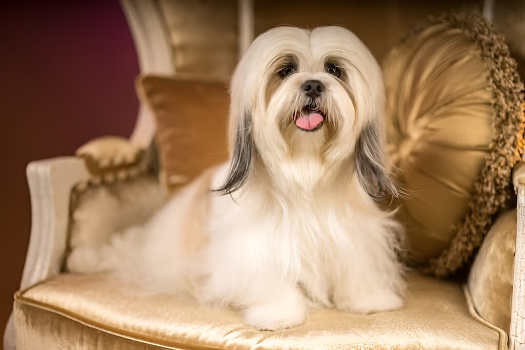 Pets Living Like Royalty (1)